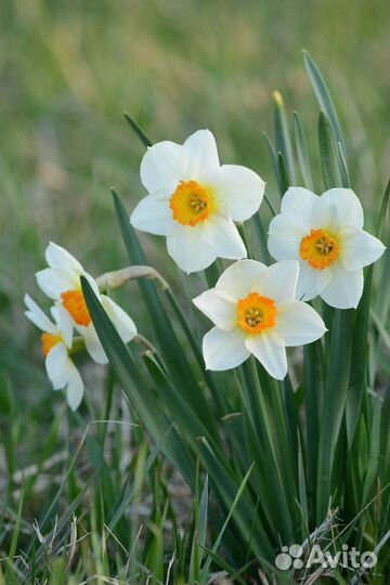 Луковицы нарциссов