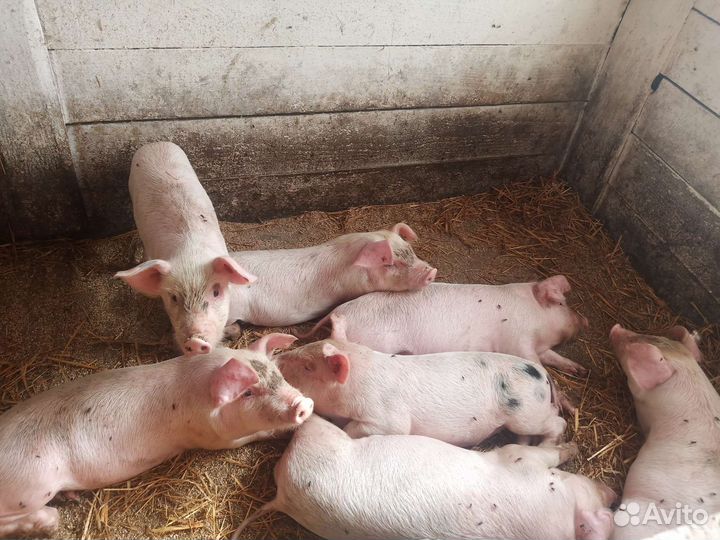 Поросята ландрас