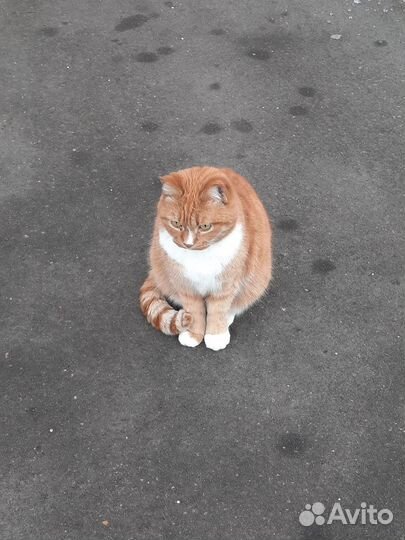 Рыжая красотка ищет дом