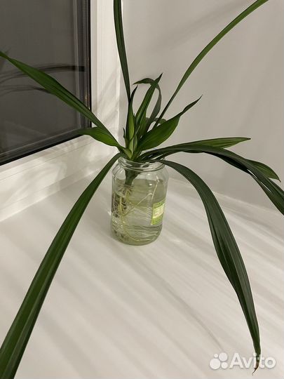 Пальма драцена