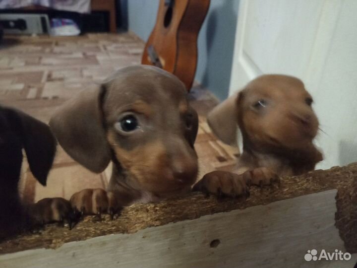 Продам Таксу