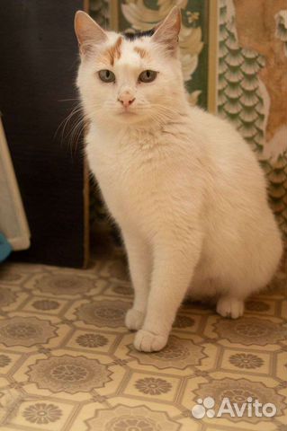 Кошка турецкий ван объявление продам