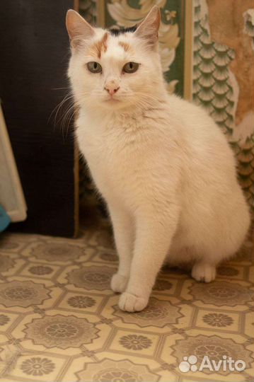 Кошка турецкий ван