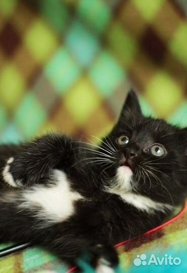 Пуховые котята - маркизы для вас