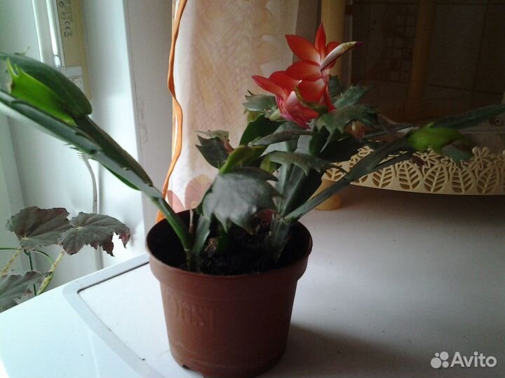 Шлюмбергера красная