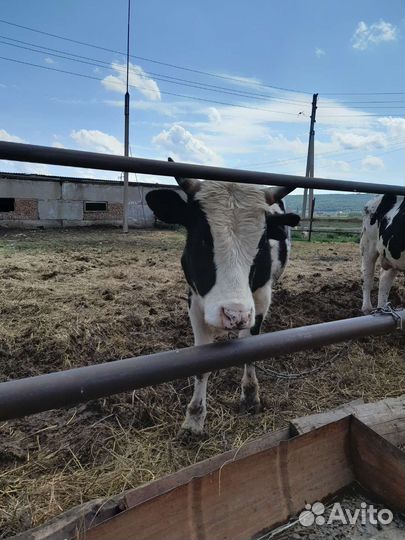 Быки на откорм