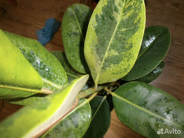 Фикус шривериана