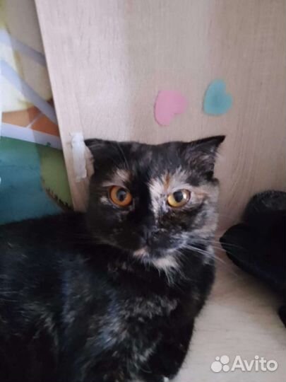 Шотландская кошка