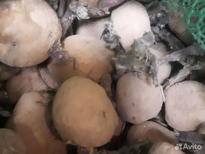 Лук севок, картофель семенной