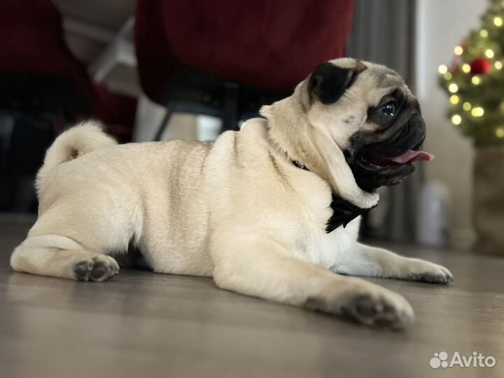 Мопс вязка мальчик
