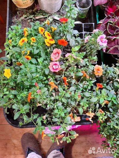 Вегетативная калибрахоа