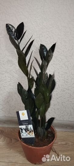 Замиокулькас чёрный равен срез