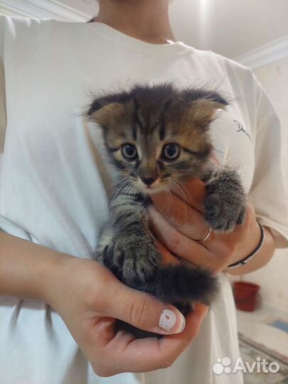 Турецкая ангора