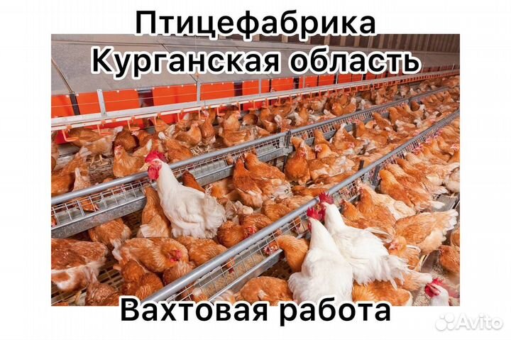 Разнорабочий на птицефабрику вахтой