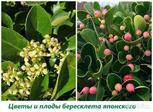 Декоративные кустарники