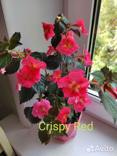 Ахименесы ризомы