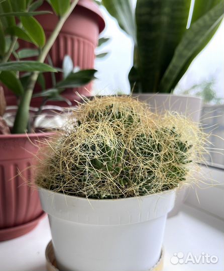 Кактус маммилярия