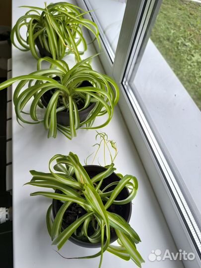 Хлорофитум кудрявый композиция в интерьере