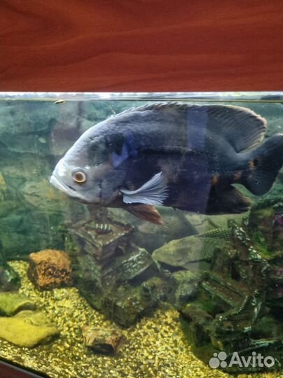 Рыба астронотус