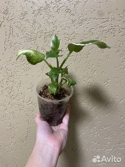 Диффенбахии Тропик Сноу и Кул Бьюти