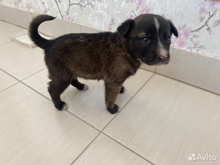 Щенок в добрые руки бесплатно