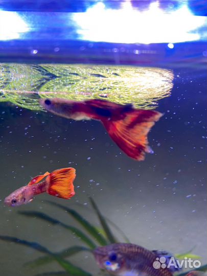 Аквариумные рыбки гуппи