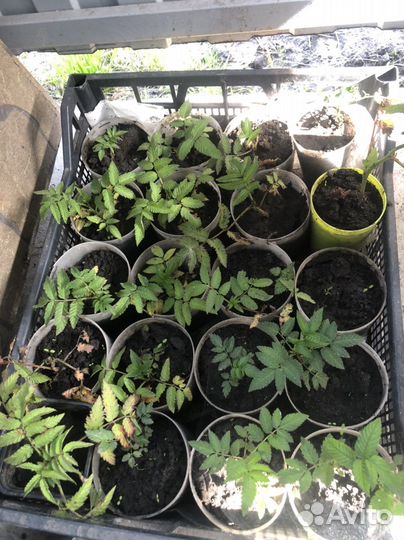 Тибетская малина саженцы