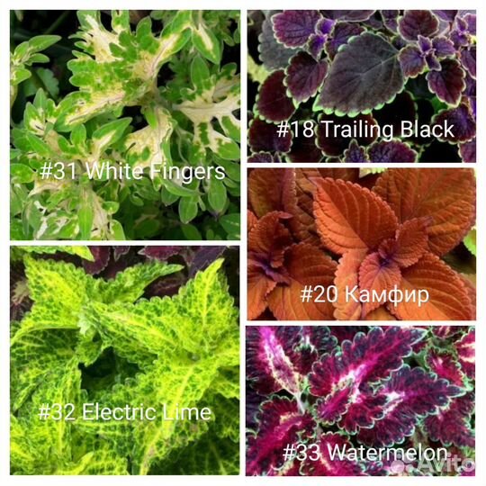 Колеусы сортовые