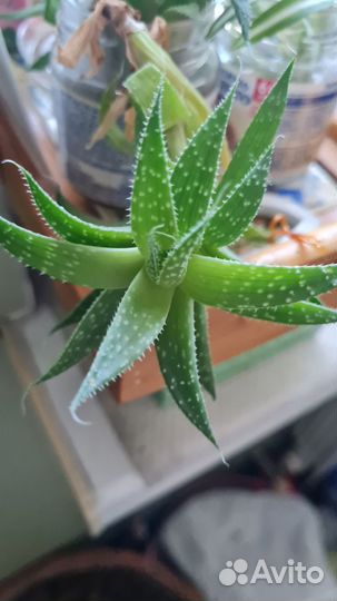 Суккуленты