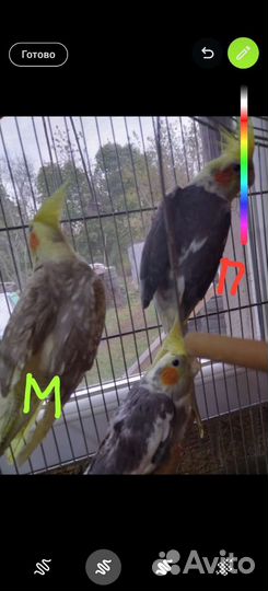 Попугай корелла