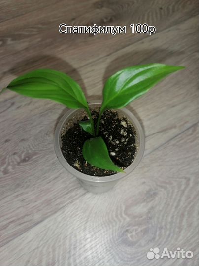 Домашние цветы