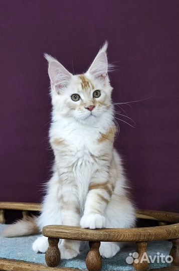 Серебряный Мейн кун мальчик