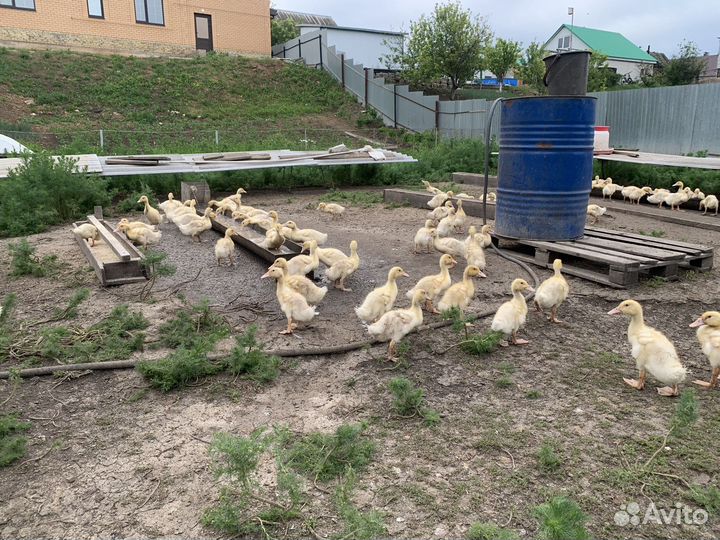 Утки бройлерные