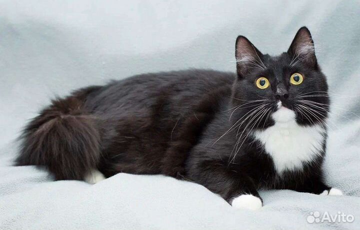 Шикарный кот Марс ждёт семью