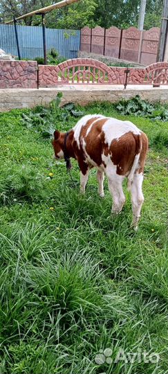 Продаю тёлочку