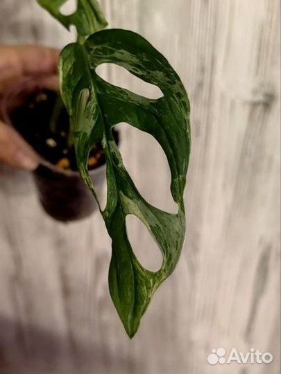 Монстера индо минт