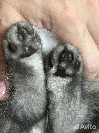 Котики-экзотики