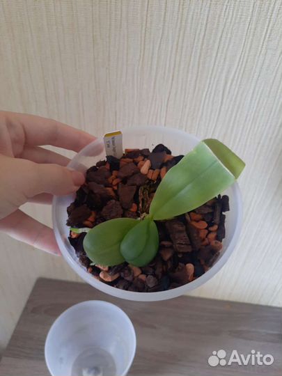 Орхидея фаленопсис Dragon Girl BT Smile