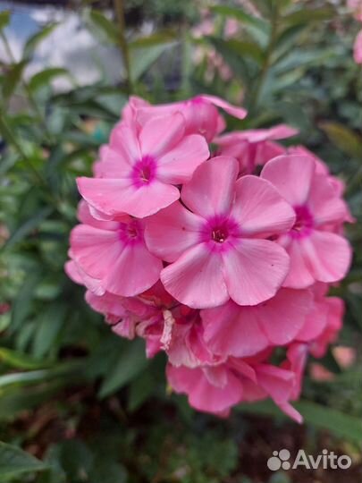 Флоксы, хоста, бересклет и тд