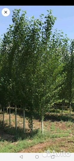 Ясень золотистый клён ясенелистный