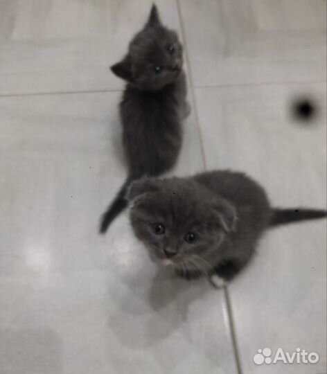 Шотландские котята