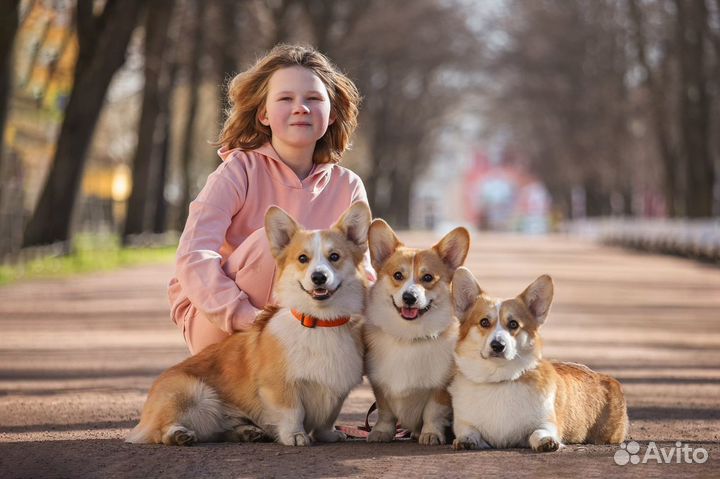Собака для фотосессии Вельш Корги