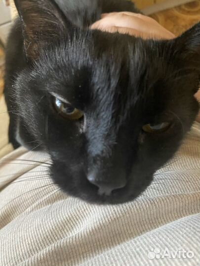 Котик в добрые руки