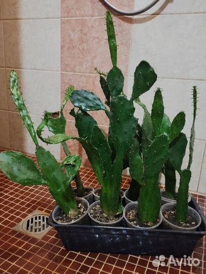 Кактус Опунция Бергера 1год