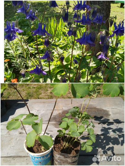 Саженцы Аквилегии,камнеломки,горца и живучки