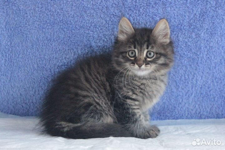 Котят сибирских