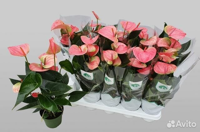 Антуриум свит дрим 12 50