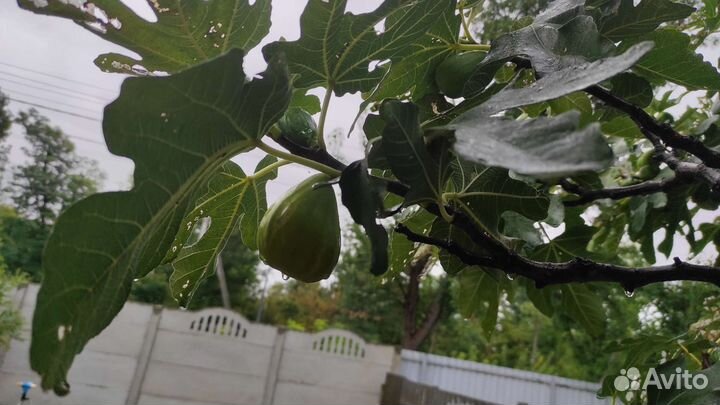 Саженцы инжира