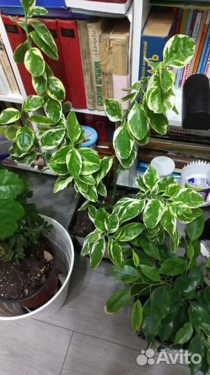 Комнатные цветы