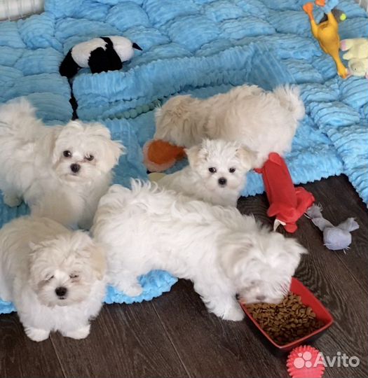 Мальтезе мини щенки мальтийской болонки